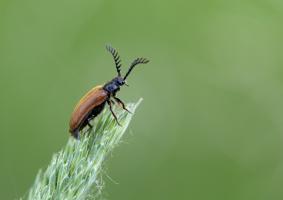 Lagriinae G73A0303 1920.jpg