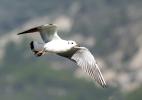 Mouette rieuse 0K3A1683 1920.jpg