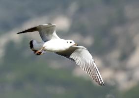 Mouette rieuse 0K3A1683 1920.jpg