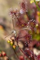 Drosera à la tourbière de l’Auga