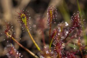 Drosera à la tourbière de l’Auga