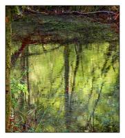 REFLETS DANS LA GENIE LONGUE.