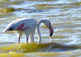 Flament rose _K3A0315 1920.jpg