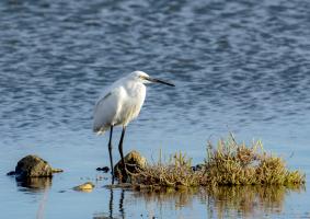 Aigrette garzette_K3A0573 1920.jpg