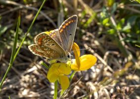 Azuré du genet G73A9091 1920.jpg