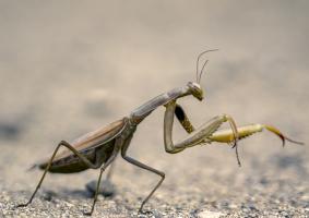 Mante religieuse_K3A0974 1920.jpg
