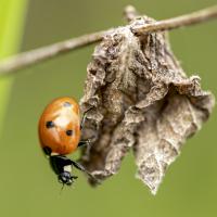 Coccinelle G73A9951 1920.jpg