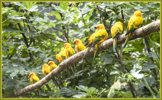 Conures soleil G73A0041 1920.jpg