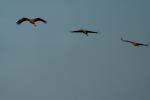 Grues à Puydarrieux(65).jpg