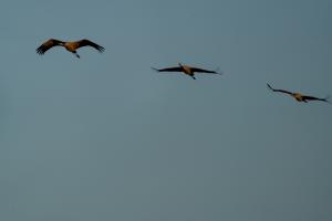 Grues à Puydarrieux(65).jpg