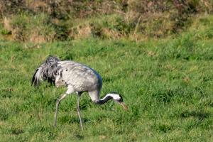 Grues à Puydarrieux(66).jpg