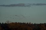 Grues à Puydarrieux(67).jpg