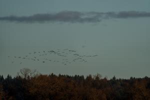 Grues à Puydarrieux(67).jpg