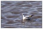 Mouette marais d'Orx.jpg