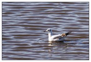 Mouette marais d'Orx.jpg
