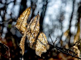 Couleurs d'automne G73A1324 1920.jpg