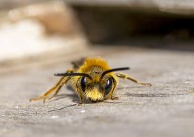 Abeille G73A1580 1920.jpg