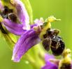 Ophrys abeille G73A2110 1920.jpg