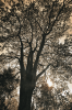 DSC_8012_lum_neo.png