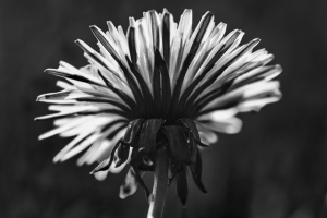 _DSC2615_neo_px_neo_nb.png