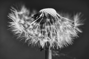 DSC_3576_neo_nb.png