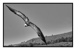 DSC_7323_lum_nb_px.png
