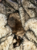 IMG_2016_lum.png