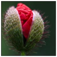 La vie d'un Coquelicot 1