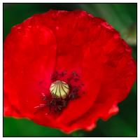 La vie d'un Coquelicot 3