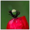 La vie d'un Coquelicot 4