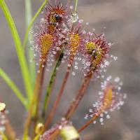Drosera à la tourbière de l’Auga