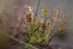 Drosera à la tourbière de l’Auga