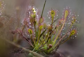 Drosera à la tourbière de l’Auga