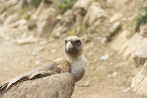 Vautour en vallée d'Ossau