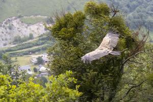 Vautour en vallée d'Ossau