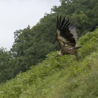 Vautour en vallée d'Ossau