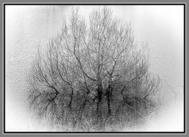 Arbre pied dans l'eau DSC3798 1920 1.jpg