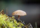 Champignon DSC1210-1920.jpg