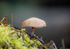 Champignon DSC1210-1920.jpg