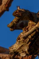 _DSC3391.jpg