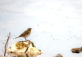 Pipit maritime_DSC5003-1920.jpg