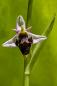 Ophrys bécasse.jpg