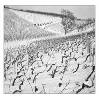 COTEAUX DE L'AUXERROIS
