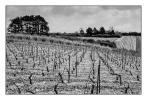 COTEAUX DE L'AUXERROIS