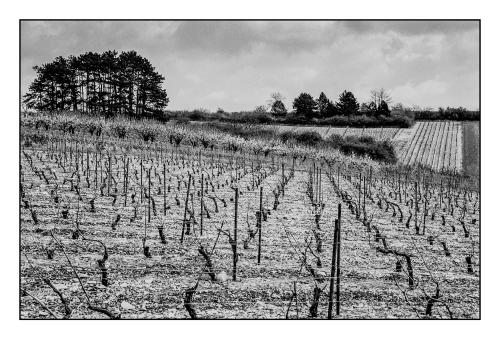COTEAUX DE L'AUXERROIS