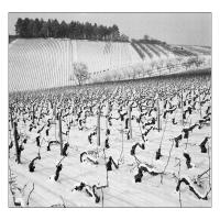 COTEAUX DE L'AUXERROIS