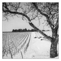 COTEAUX DE L'AUXERROIS