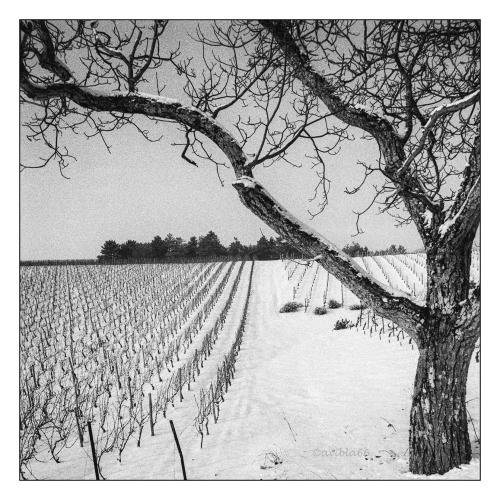 COTEAUX DE L'AUXERROIS