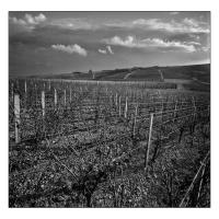 COTEAUX DE L'AUXERROIS