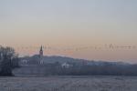 Les barthes de ladour vol de grues